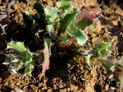 Cuspidia cernua annua