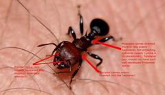 Atopomyrmex mocquerysi