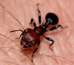 Atopomyrmex mocquerysi