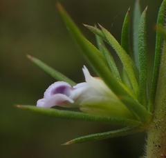 Muraltia ericifolia