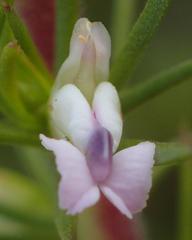Muraltia ericifolia