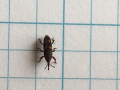 Diocalandra frumenti