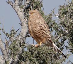 Falco rupicoloides