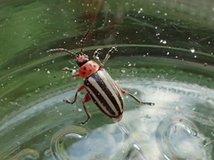 Disonycha latiovittata