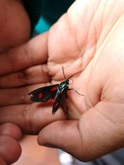 Cyanopepla