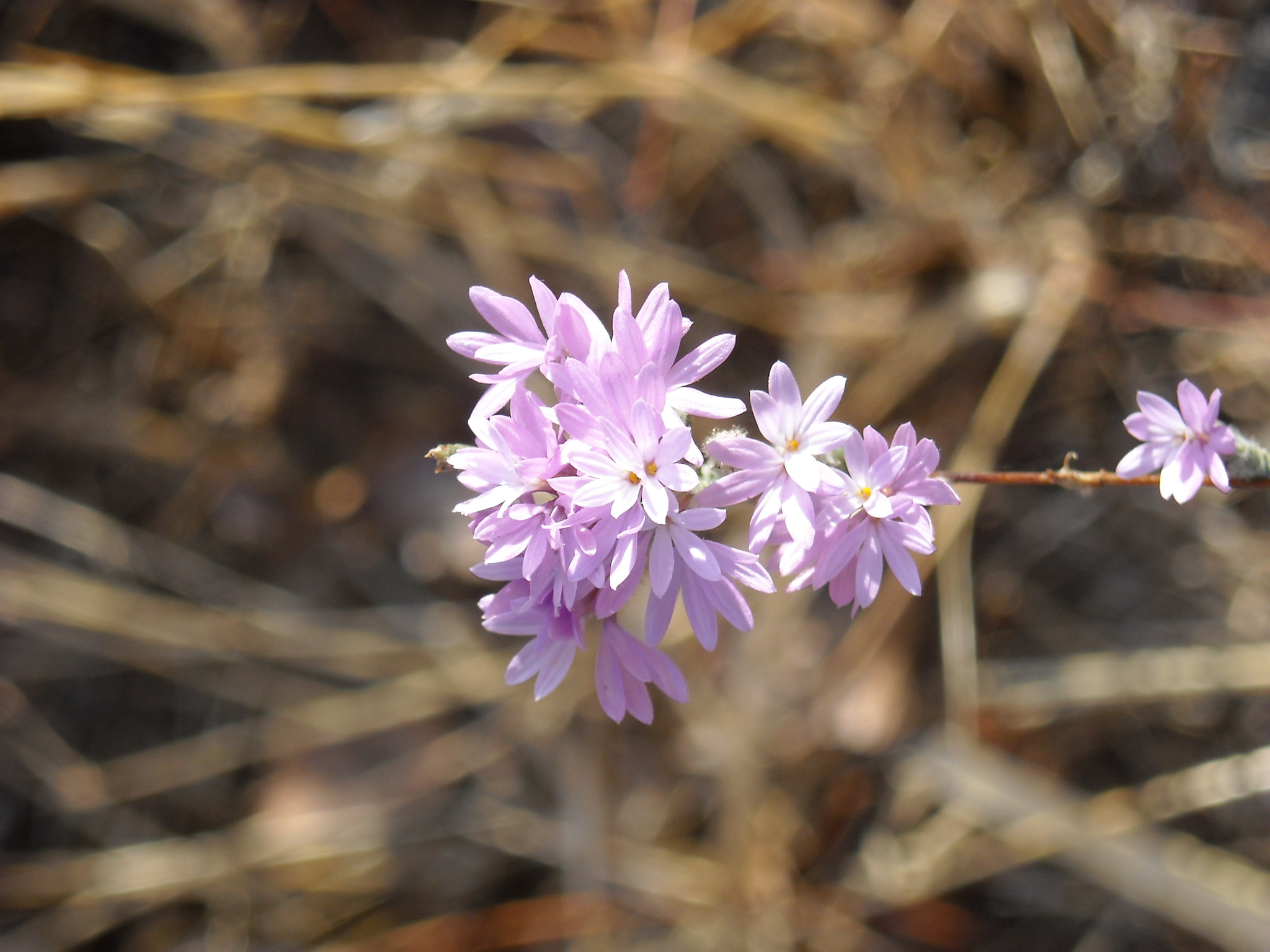 Lessingia