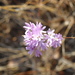 Lessingia - Photo (c) megnd, some rights reserved (CC BY-NC), uploaded by megnd