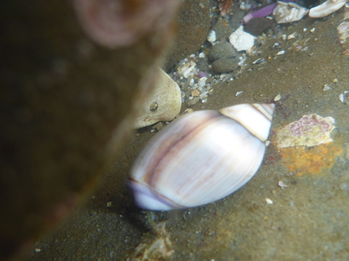 Purple Olive Snail