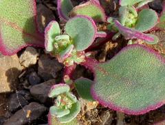 Tetragonia microptera