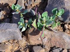 Tetragonia microptera