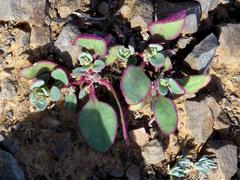 Tetragonia microptera