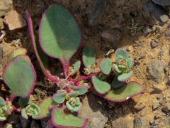 Tetragonia microptera