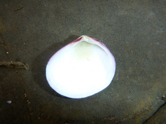 Semele rubropicta