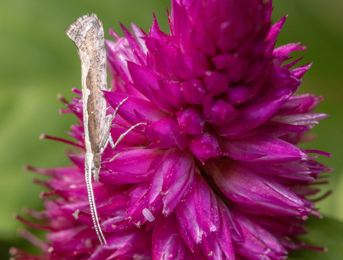 Diamondback Moth photo 6