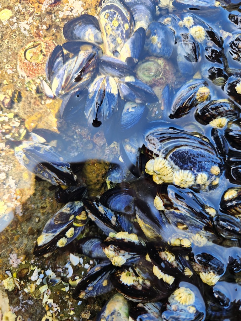 California Mussel from San Pedro, Los Angeles, CA, USA on August 14 ...