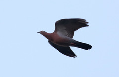 Patagioenas inornata