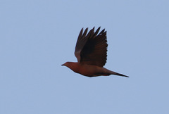 Patagioenas inornata