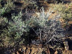 Asparagus mucronatus