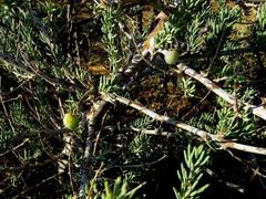 Asparagus mucronatus