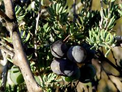 Asparagus mucronatus