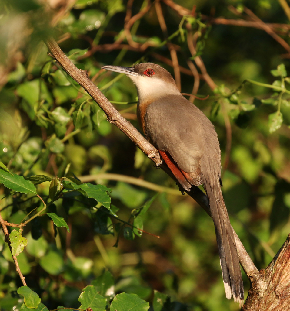 Jamaican Lizard-Cuckoo photo