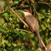 Jamaican Lizard-Cuckoo - Photo (c) guyincognito, some rights reserved (CC BY-NC), uploaded by guyincognito