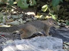 Paraxerus cepapi phalaena