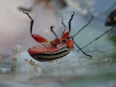 Disonycha latiovittata