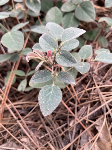 Spotted bean (Phaseolus maculatus)