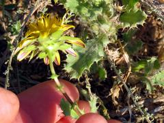 Cuspidia cernua annua