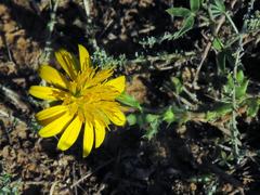 Cuspidia cernua annua