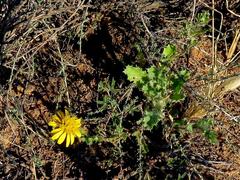Cuspidia cernua annua