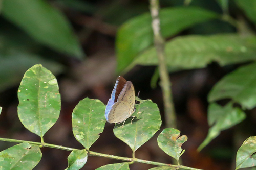 Malay Count