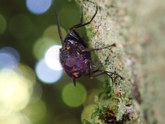 Calliphoroides antennatis
