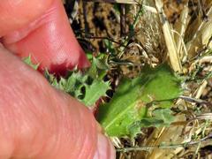 Cuspidia cernua annua