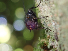 Calliphoroides antennatis