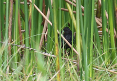 Pardirallus maculatus