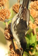 Dryoscopus cubla cubla