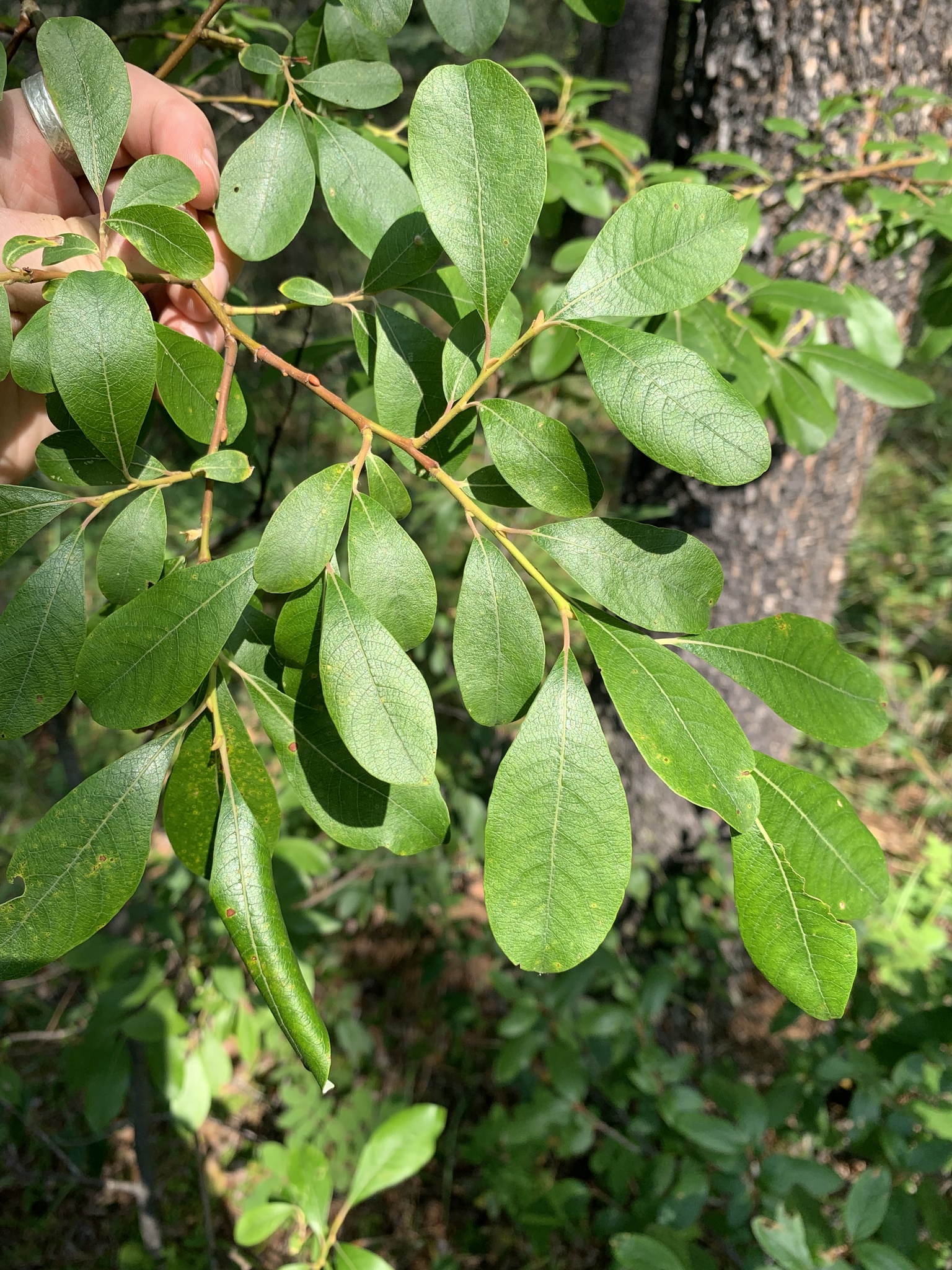 Salix scouleriana