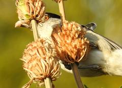 Dryoscopus cubla cubla