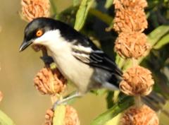 Dryoscopus cubla cubla