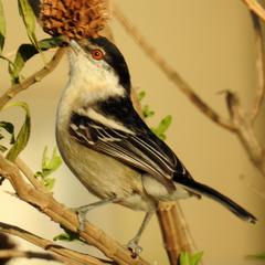 Dryoscopus cubla cubla