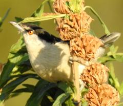 Dryoscopus cubla cubla