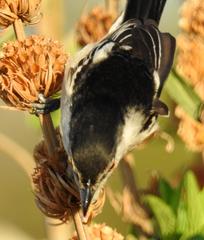 Dryoscopus cubla cubla