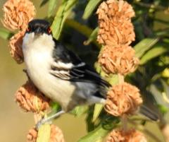 Dryoscopus cubla cubla