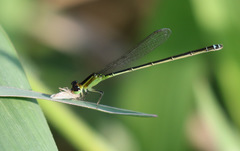Ischnura capreolus