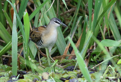 Hapalocrex flaviventer