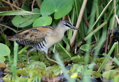 Hapalocrex flaviventer