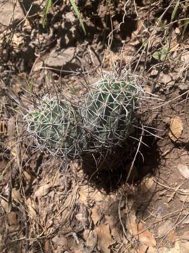 Echinocereus fendleri