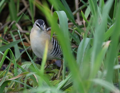 Hapalocrex flaviventer